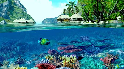 Colorful Coral Reef Wallpaper 50 Images