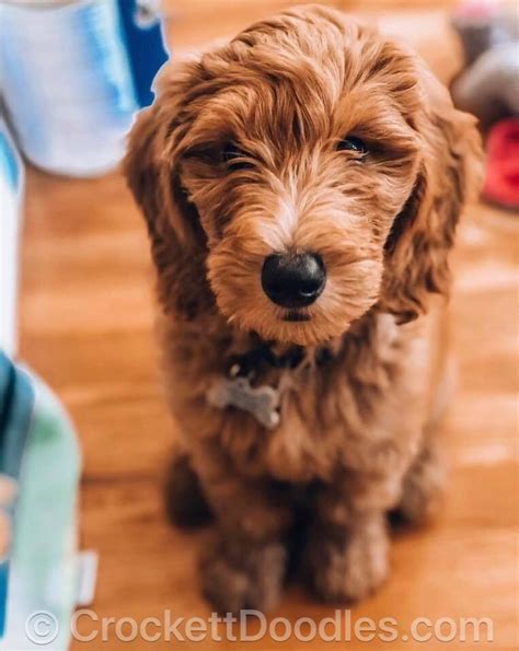 #doodle poodle #thought i could do more while waiting #but no too excited to do anything else #my stuff. Gorgeous pup from CrockettDoodles.com #CrockettDoodles | Goldendoodle puppy for sale, Doodle ...