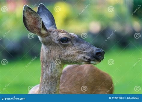 Deer Profile Standing In Yard Showing Off Stock Image Image Of Grass