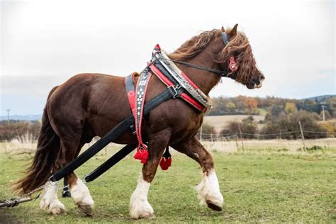 Top 7 Tallest Horse Breeds All You Need To Know Best Horse Rider