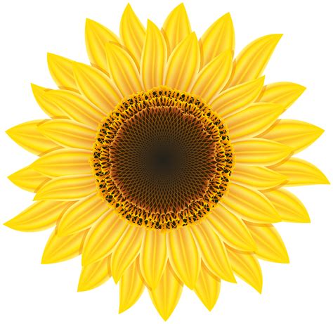 Sunflower Svg Cut File Layered Svg Sunflower Png Clipart 875659