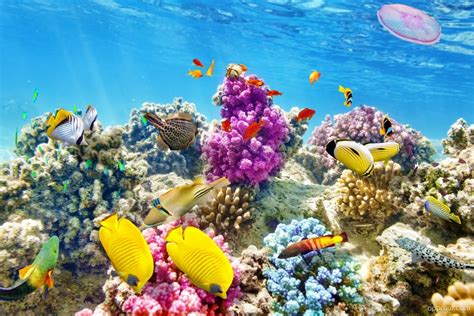 Underwater Coral Reef Wallpaper Download Coral Reef Hd Wallpaper Appraw