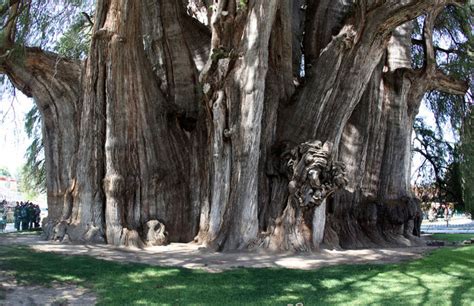 Post The Most Magnificent Trees In The World Bored Panda