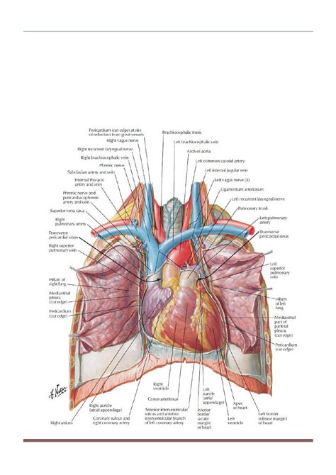 The Chest Anatomy Lec 04 Pdf D Ahmed Abd Alameer Muhadharaty