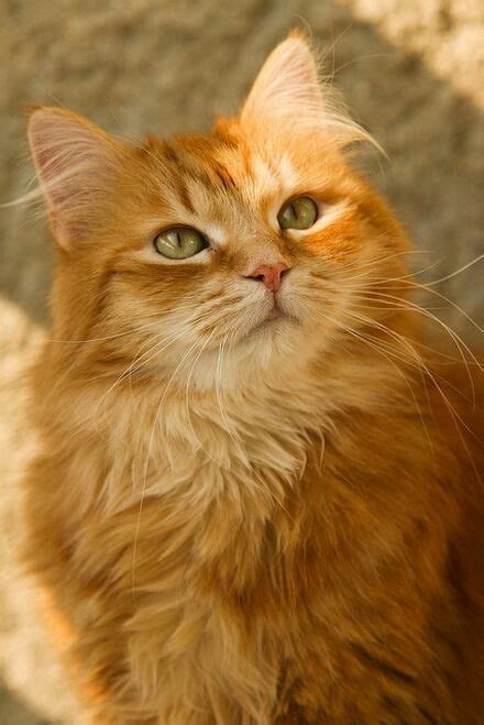 Orange Cat Breeds Medium Hair Bad Way Online Diary Photo Galery