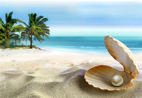 Hd Wallpaper Assorted Sea Shells Sand Beach Shore Summer Blue Paradise Wallpaper Flare