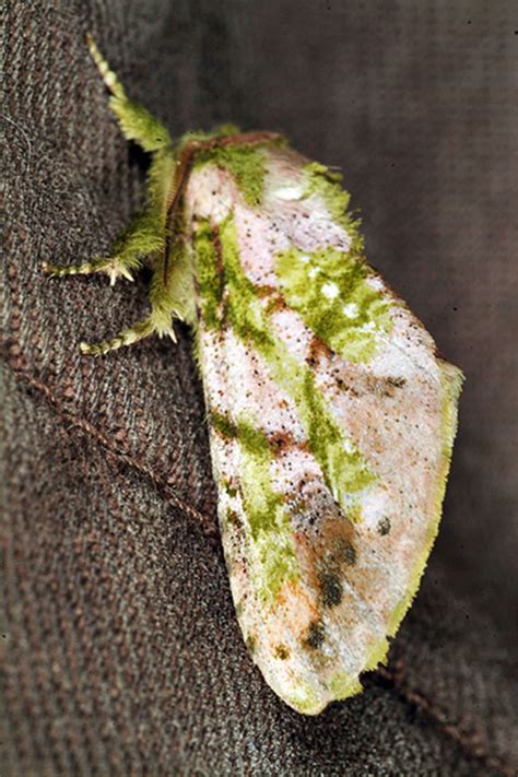 Meet The Colorful Nocturnal Moths Of Mariposas Nocturnas Photos