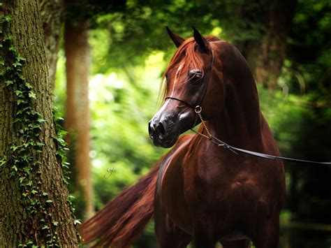 Download Arabian Horse Wallpaper By Zdixon36 Arabian Horses