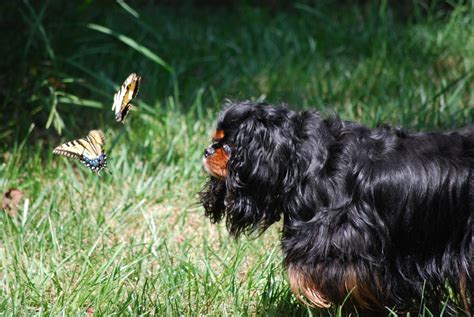 Dog And Butterfly Dogs Pets Animals