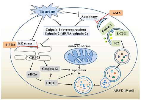 IJMS Free Full Text Inhibition Of Starvation Triggered Endoplasmic