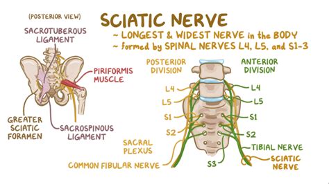 About a year ago the pain started getting worse and spread. Sciatic Nerve Treatment Options