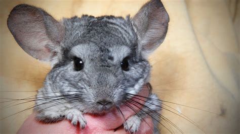 We did not find results for: Funny Chinchilla 🐭Funny and Cute Chinchilla (Full) [Funny ...