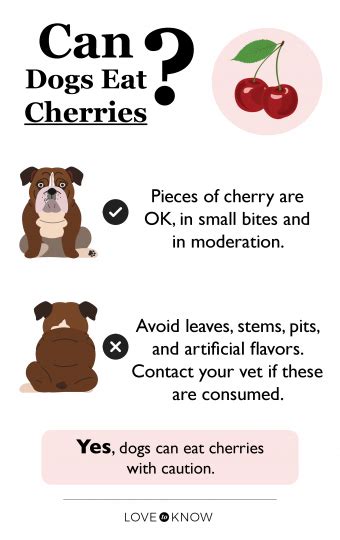 Can Dogs Eat Cherries Proper Precautions To Follow Lovetoknow Pets