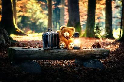 Teddy Bear Bears Alone Forest Wallpapers Stuffed