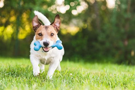 Best Toys For Your Dog To Play With