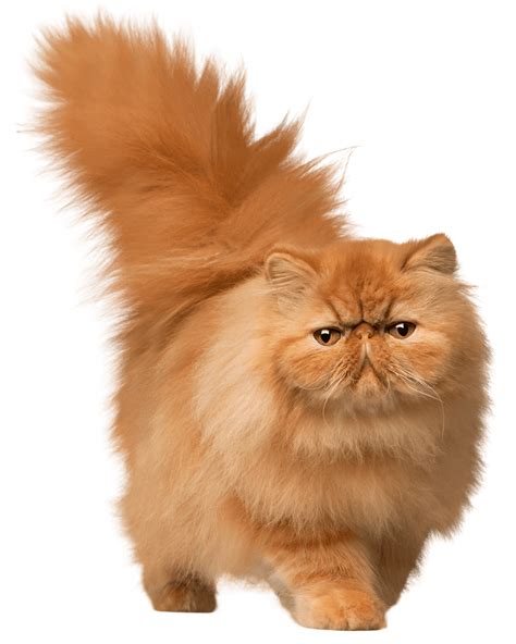 Gambar Kucing Gebu 30 Best Anak Kucing Comel Ideas Haiwan Peliharaan