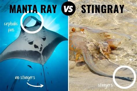 Manta Ray Vs Stingray How To Tell Them Apart Pictures