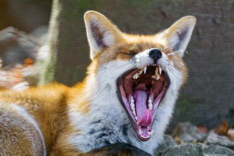 Yawning Fox Flickr Photo Sharing