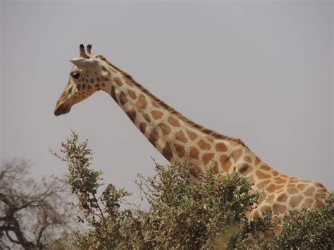 Wells Bring Hope The West African Giraffe Nigers Success Story