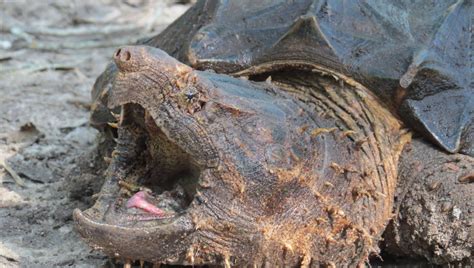 Night Stalkers The Diet Of The Alligator Snapper