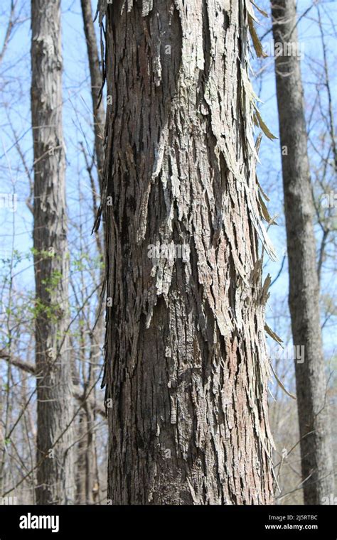 A Trunk Of A Mature Shagbark Hickory Tree Stock Photo Alamy
