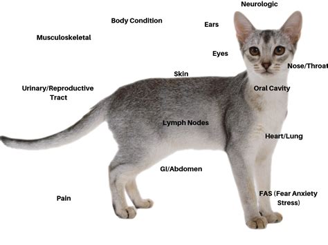 Normal Cat Pain Animal Clinic Of Chardon