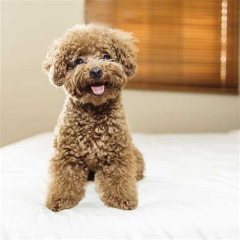 Red Poodle Puppies