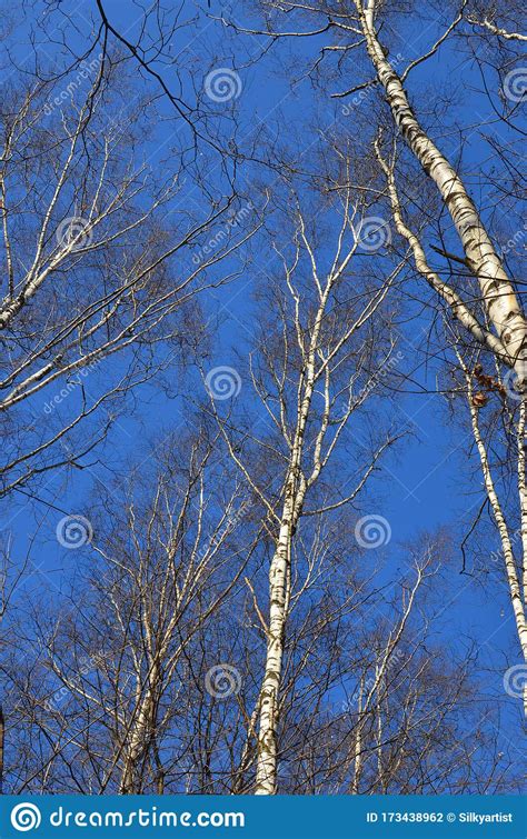 Spring Blue Clear Sky With Leafless Birch Tree Branches Vertical Photo
