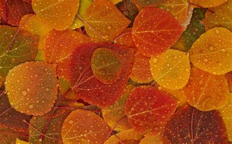 44 Free Desktop Wallpaper Autumn Leaves