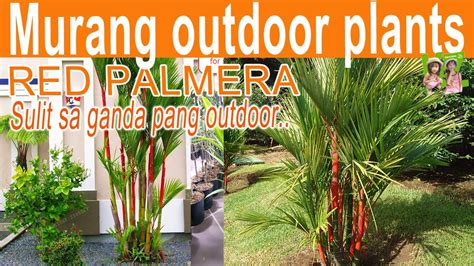 Red Palmera Red Palm Tree Outdoor Plants So Beautiful Youtube