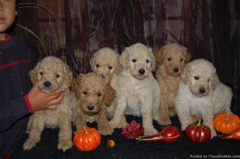 Looking for hypoallergenic goldendoodle puppy to add to the family? F2 GOLDENDOODLE PUPPIES - Price: 500.00 for sale in ...
