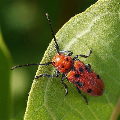 Red Milkweed Beetle Identification Life Cycle Facts And Pictures