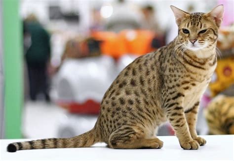 20 Fun Facts You Didnt Know About The Ocicat