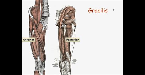 All Arm Muscles Names What Are The Back Muscles Called Quora