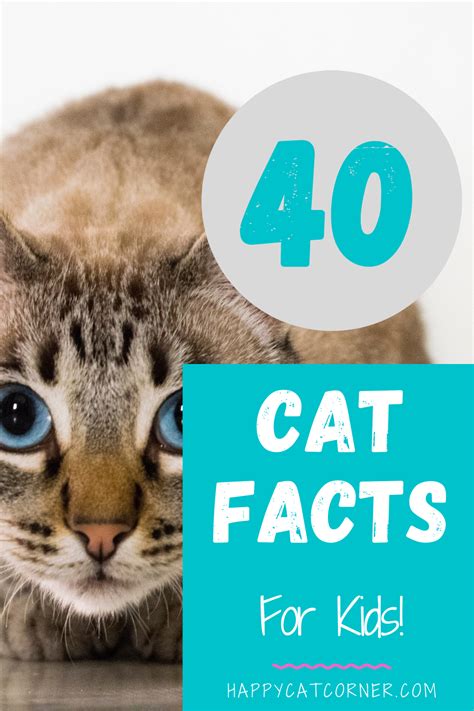 40 Cat Facts For Kids Happy Cat Corner