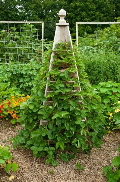 Vertical Strawberry Planter In The Garden Pinterest