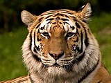 东北虎（Panthera tigris altaica）