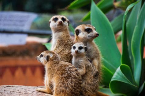 Meerkat Group Huddled Together 5 Stock Photo Download Image Now Istock