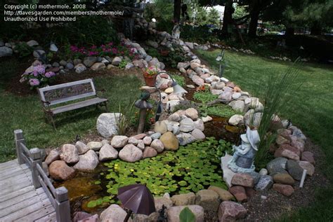 Water Gardening Pictures From Midwest Ponds Garden Tour Northwest