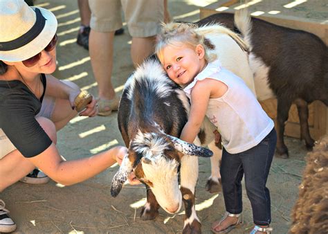 Browse expedia's selection of {location.lodging.hotelcount} hotels and places to expedia has 11 hotels and other accommodations a few miles from pete's petting zoo. Best Petting Zoos around LA Where Kids Can Get Their ...
