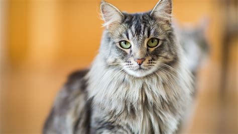 Wild Cat With Pointy Ears Name