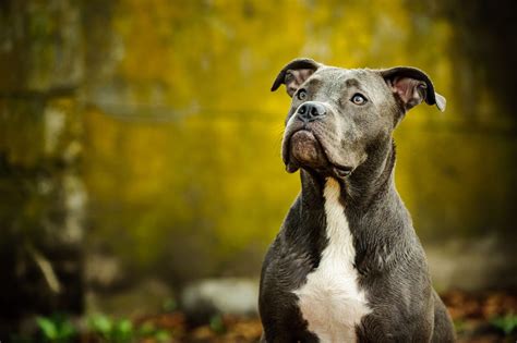 Stunning Facts About The Different Breeds Of Pit Bulls With Pictures