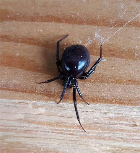 False Widow Black Widow Spider Size Noble False Widow Spiders