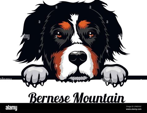 Bernese Mountain Dog Dog Breed Color Image Of A Dogs Head Isolated