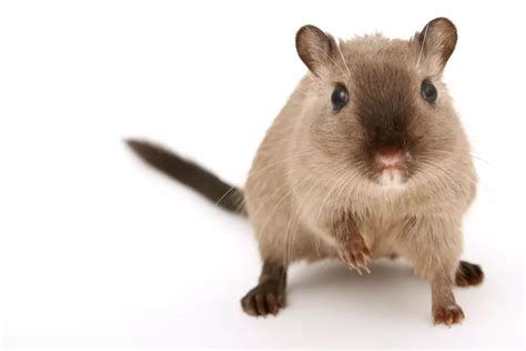 What Eats Rats Complete List Of 38 Rat Predators