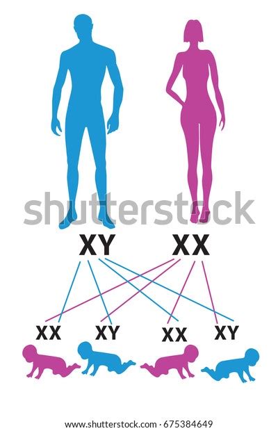 Sex Determination Humans X Y Chromosome Stock Vector Royalty Free