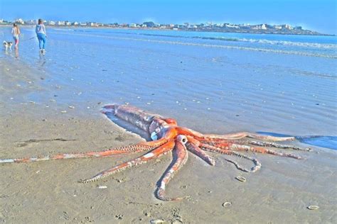 Few scientists get to just go on a mission for the sake of exploring. Giant Squid Washes Up on St Helena Bay Beach - SAPeople ...