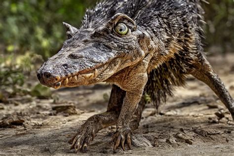 Prompthunt A Crocodile Wolf Hybrid Hyper Realistic Realistic