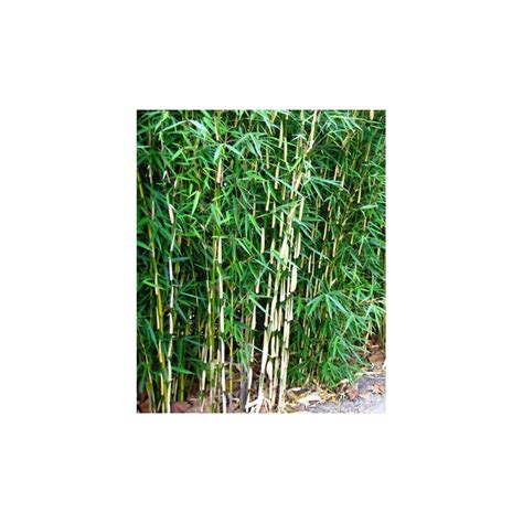 Bambou Non Traçant Non Envahissant Et Non Invasif