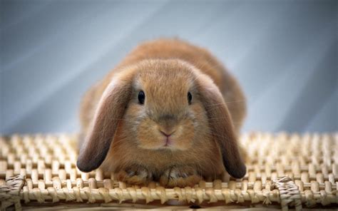 Rabbits Some Funny Wallpapers High Resolution All Hd